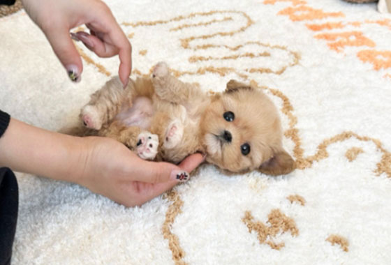 5987b80a53ee74201616e85e345b367c_1764485354_8408.jpg 5987b80a53ee74201616e85e345b367c_1764485354_8408.jpg