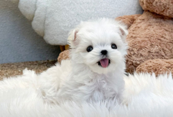 5987b80a53ee74201616e85e345b367c_1764488029_9201.jpg 5987b80a53ee74201616e85e345b367c_1764488029_9201.jpg