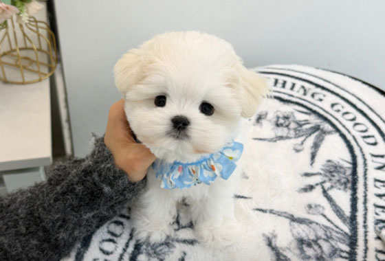 5987b80a53ee74201616e85e345b367c_1764490458_7049.jpg 5987b80a53ee74201616e85e345b367c_1764490458_7049.jpg