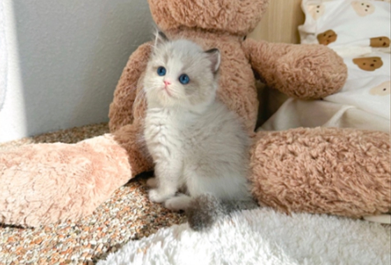 626a1b595fe75dae96c2965f279de69b_1762236621_2243.jpg 626a1b595fe75dae96c2965f279de69b_1762236621_2243.jpg