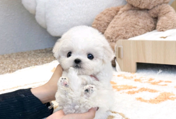 626a1b595fe75dae96c2965f279de69b_1762236667_3116.jpg 626a1b595fe75dae96c2965f279de69b_1762236667_3116.jpg