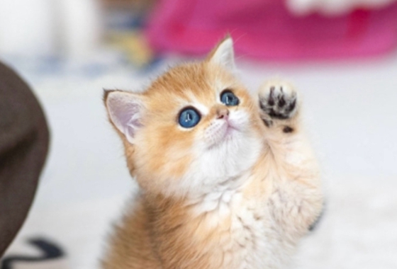 626a1b595fe75dae96c2965f279de69b_1762236808_1337.jpg 626a1b595fe75dae96c2965f279de69b_1762236808_1337.jpg