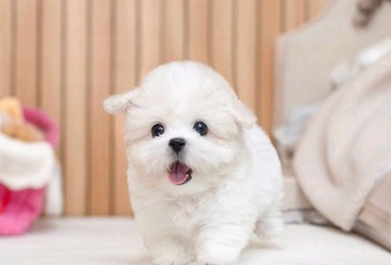 626a1b595fe75dae96c2965f279de69b_1762236839_5978.jpg 626a1b595fe75dae96c2965f279de69b_1762236839_5978.jpg