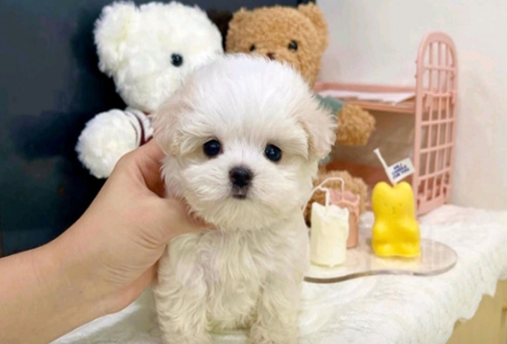 626a1b595fe75dae96c2965f279de69b_1762237564_3522.jpg 626a1b595fe75dae96c2965f279de69b_1762237564_3522.jpg