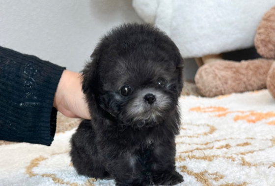 626a1b595fe75dae96c2965f279de69b_1762237979_6427.jpg 626a1b595fe75dae96c2965f279de69b_1762237979_6427.jpg