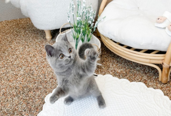 626a1b595fe75dae96c2965f279de69b_1762238010_6408.jpg 626a1b595fe75dae96c2965f279de69b_1762238010_6408.jpg