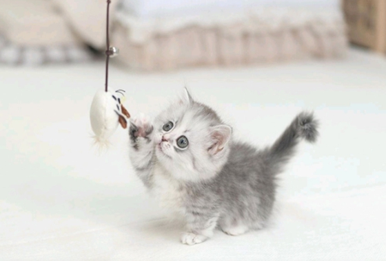 626a1b595fe75dae96c2965f279de69b_1762238096_8904.jpg 626a1b595fe75dae96c2965f279de69b_1762238096_8904.jpg