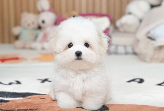 6d07c5a1bd7a595e050c77963c6584bb_1764146756_5698.jpg 6d07c5a1bd7a595e050c77963c6584bb_1764146756_5698.jpg