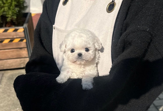 a66c0a480241c53e90fa9489cb78336e_1763098320_44.jpg a66c0a480241c53e90fa9489cb78336e_1763098320_44.jpg