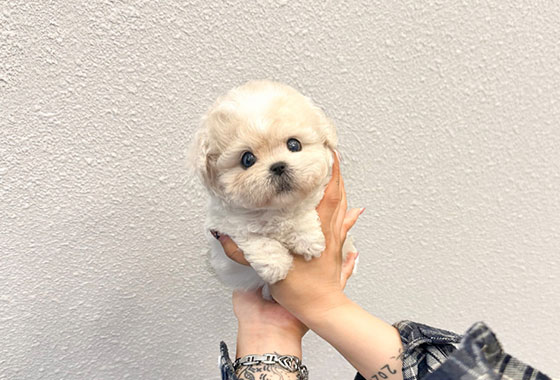 a66c0a480241c53e90fa9489cb78336e_1763098372_5806.jpg a66c0a480241c53e90fa9489cb78336e_1763098372_5806.jpg