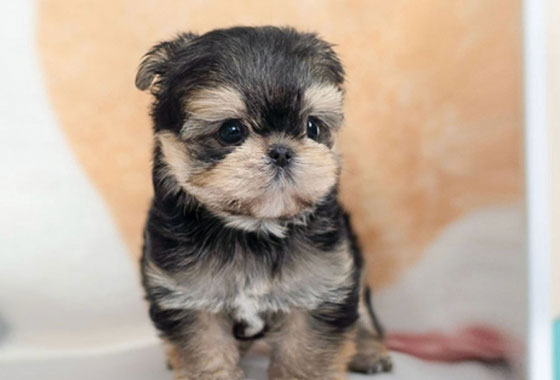 a66c0a480241c53e90fa9489cb78336e_1763099215_9074.jpg a66c0a480241c53e90fa9489cb78336e_1763099215_9074.jpg