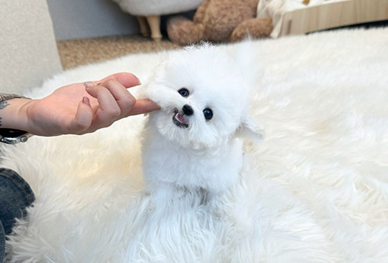 a66c0a480241c53e90fa9489cb78336e_1763099406_3734.jpg a66c0a480241c53e90fa9489cb78336e_1763099406_3734.jpg