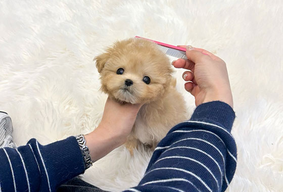 a66c0a480241c53e90fa9489cb78336e_1763099444_0298.jpg a66c0a480241c53e90fa9489cb78336e_1763099444_0298.jpg