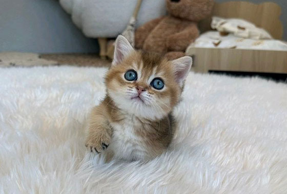 a66c0a480241c53e90fa9489cb78336e_1763099637_0355.jpg a66c0a480241c53e90fa9489cb78336e_1763099637_0355.jpg