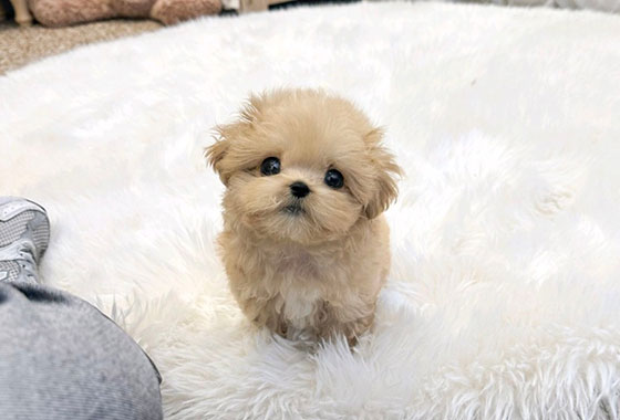 a66c0a480241c53e90fa9489cb78336e_1763099723_9718.jpg a66c0a480241c53e90fa9489cb78336e_1763099723_9718.jpg