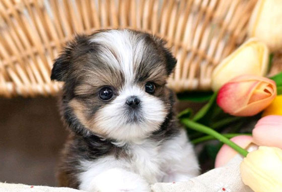 a66c0a480241c53e90fa9489cb78336e_1763100251_2663.jpg a66c0a480241c53e90fa9489cb78336e_1763100251_2663.jpg