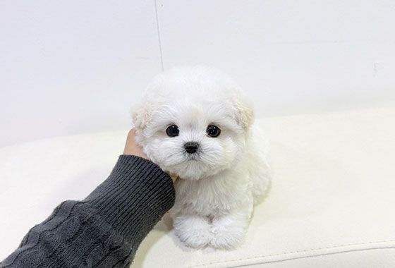 a66c0a480241c53e90fa9489cb78336e_1763100397_9408.jpg a66c0a480241c53e90fa9489cb78336e_1763100397_9408.jpg