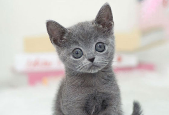 a66c0a480241c53e90fa9489cb78336e_1763100463_5379.jpg a66c0a480241c53e90fa9489cb78336e_1763100463_5379.jpg