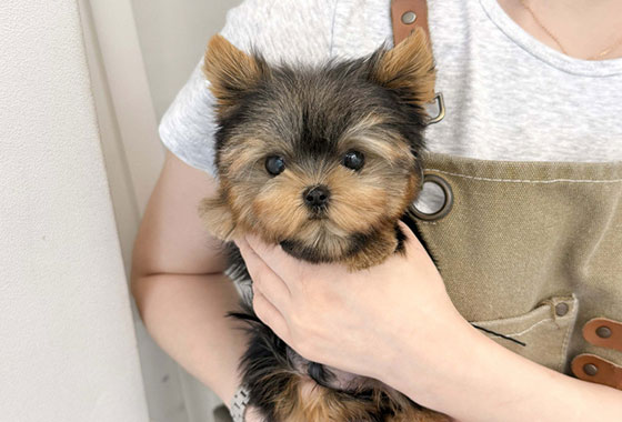 a66c0a480241c53e90fa9489cb78336e_1763100490_4869.jpg a66c0a480241c53e90fa9489cb78336e_1763100490_4869.jpg