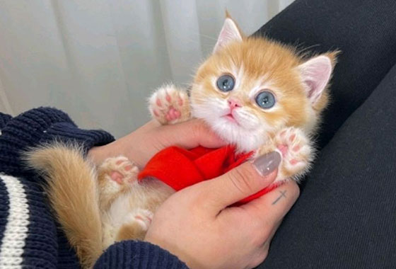 a66c0a480241c53e90fa9489cb78336e_1763100518_6555.jpg a66c0a480241c53e90fa9489cb78336e_1763100518_6555.jpg