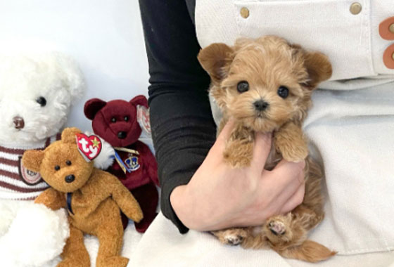 c1e44f658eb191f410828193f34fa4e4_1763197861_2058.jpg c1e44f658eb191f410828193f34fa4e4_1763197861_2058.jpg