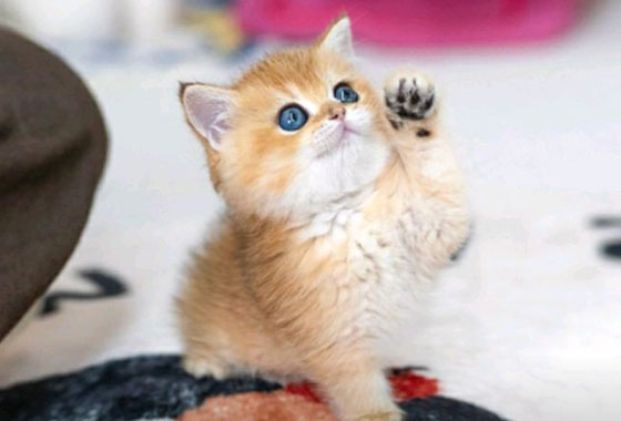 c1e44f658eb191f410828193f34fa4e4_1763197903_7111.jpg c1e44f658eb191f410828193f34fa4e4_1763197903_7111.jpg