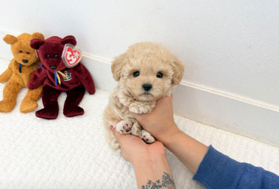 c1e44f658eb191f410828193f34fa4e4_1763198045_3538.jpg c1e44f658eb191f410828193f34fa4e4_1763198045_3538.jpg