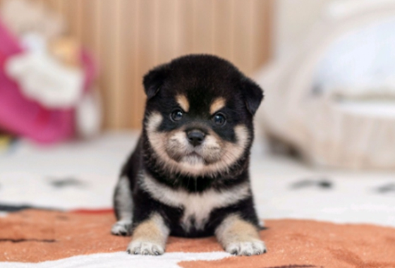 f34fe1fc68a9c344203b6f5772304a1c_1762413350_093.jpg f34fe1fc68a9c344203b6f5772304a1c_1762413350_093.jpg