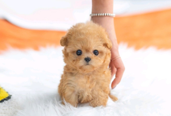 f34fe1fc68a9c344203b6f5772304a1c_1762413370_2095.jpg f34fe1fc68a9c344203b6f5772304a1c_1762413370_2095.jpg