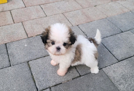 f34fe1fc68a9c344203b6f5772304a1c_1762413754_7347.jpg f34fe1fc68a9c344203b6f5772304a1c_1762413754_7347.jpg