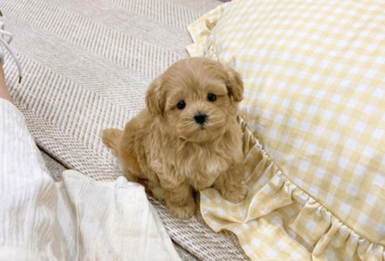 f34fe1fc68a9c344203b6f5772304a1c_1762413870_4028.jpg f34fe1fc68a9c344203b6f5772304a1c_1762413870_4028.jpg