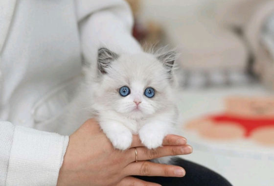 f34fe1fc68a9c344203b6f5772304a1c_1762413900_9557.jpg f34fe1fc68a9c344203b6f5772304a1c_1762413900_9557.jpg