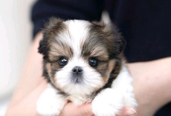 f34fe1fc68a9c344203b6f5772304a1c_1762414007_4628.jpg f34fe1fc68a9c344203b6f5772304a1c_1762414007_4628.jpg