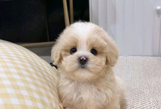 f34fe1fc68a9c344203b6f5772304a1c_1762414035_932.jpg f34fe1fc68a9c344203b6f5772304a1c_1762414035_932.jpg