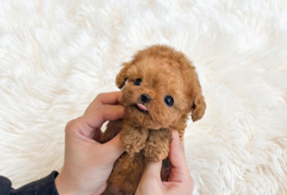 f34fe1fc68a9c344203b6f5772304a1c_1762414108_8844.jpg f34fe1fc68a9c344203b6f5772304a1c_1762414108_8844.jpg