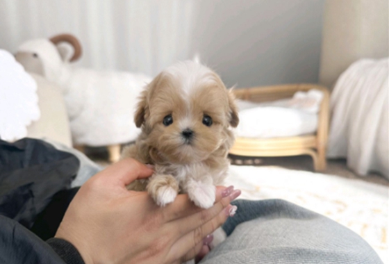 f34fe1fc68a9c344203b6f5772304a1c_1762414272_4807.jpg f34fe1fc68a9c344203b6f5772304a1c_1762414272_4807.jpg