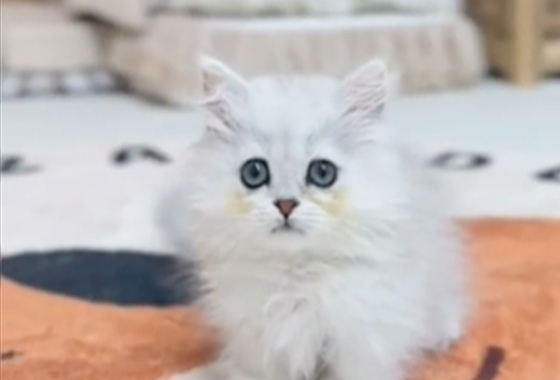 f34fe1fc68a9c344203b6f5772304a1c_1762414522_2904.jpg f34fe1fc68a9c344203b6f5772304a1c_1762414522_2904.jpg