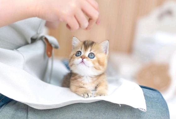 f34fe1fc68a9c344203b6f5772304a1c_1762414630_8908.jpg f34fe1fc68a9c344203b6f5772304a1c_1762414630_8908.jpg