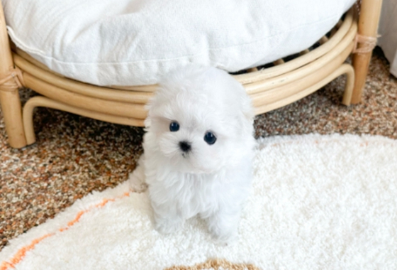 f34fe1fc68a9c344203b6f5772304a1c_1762415772_5909.jpg f34fe1fc68a9c344203b6f5772304a1c_1762415772_5909.jpg