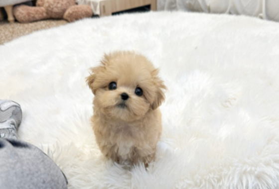 f34fe1fc68a9c344203b6f5772304a1c_1762415842_9226.jpg f34fe1fc68a9c344203b6f5772304a1c_1762415842_9226.jpg