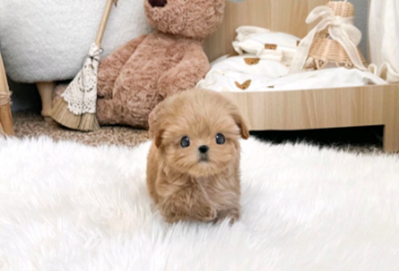 f34fe1fc68a9c344203b6f5772304a1c_1762416237_0316.jpg f34fe1fc68a9c344203b6f5772304a1c_1762416237_0316.jpg