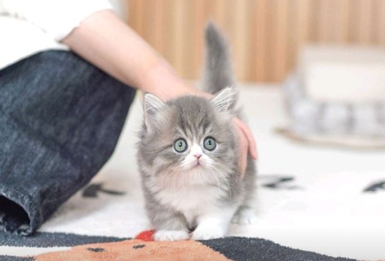 f34fe1fc68a9c344203b6f5772304a1c_1762416573_0962.jpg f34fe1fc68a9c344203b6f5772304a1c_1762416573_0962.jpg