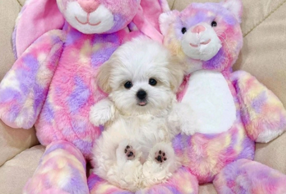 f34fe1fc68a9c344203b6f5772304a1c_1762416864_644.jpg f34fe1fc68a9c344203b6f5772304a1c_1762416864_644.jpg