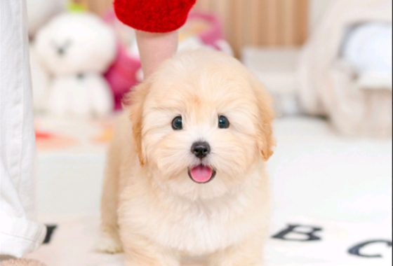 f34fe1fc68a9c344203b6f5772304a1c_1762417148_9823.jpg f34fe1fc68a9c344203b6f5772304a1c_1762417148_9823.jpg