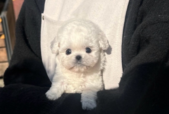 f34fe1fc68a9c344203b6f5772304a1c_1762417803_1947.jpg f34fe1fc68a9c344203b6f5772304a1c_1762417803_1947.jpg