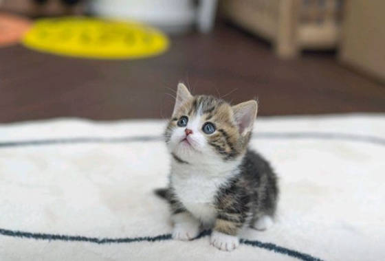 f34fe1fc68a9c344203b6f5772304a1c_1762418594_6471.jpg f34fe1fc68a9c344203b6f5772304a1c_1762418594_6471.jpg