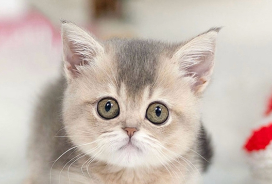 f34fe1fc68a9c344203b6f5772304a1c_1762418626_026.jpg f34fe1fc68a9c344203b6f5772304a1c_1762418626_026.jpg