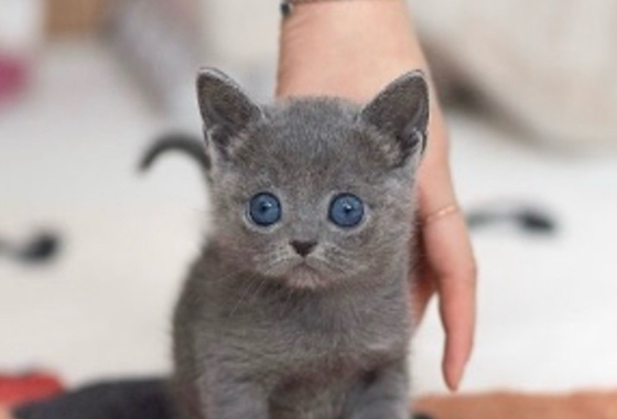 f34fe1fc68a9c344203b6f5772304a1c_1762418763_1371.jpg f34fe1fc68a9c344203b6f5772304a1c_1762418763_1371.jpg