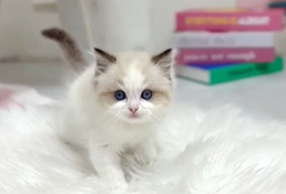 f34fe1fc68a9c344203b6f5772304a1c_1762418786_5534.jpg f34fe1fc68a9c344203b6f5772304a1c_1762418786_5534.jpg