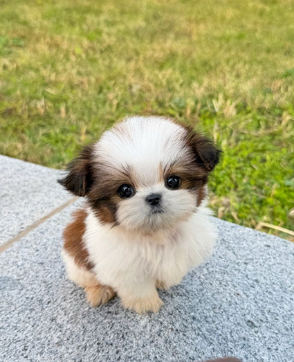 0547ad5a8cf2ecaab73fed02cdc8ac5d_1765535214_5255.jpg 0547ad5a8cf2ecaab73fed02cdc8ac5d_1765535214_5255.jpg